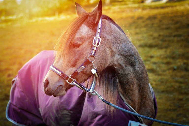 Winterize Your Horse The Pros and Cons of Blanketing HORSE NATION