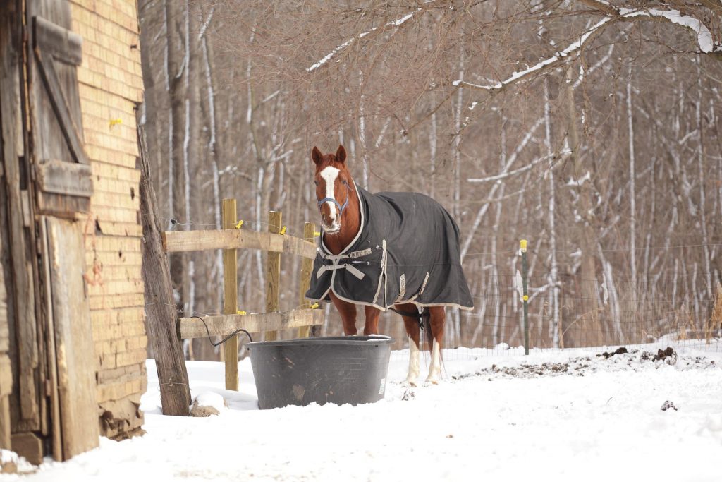 Winterize Your Horse The Pros and Cons of Blanketing HORSE NATION