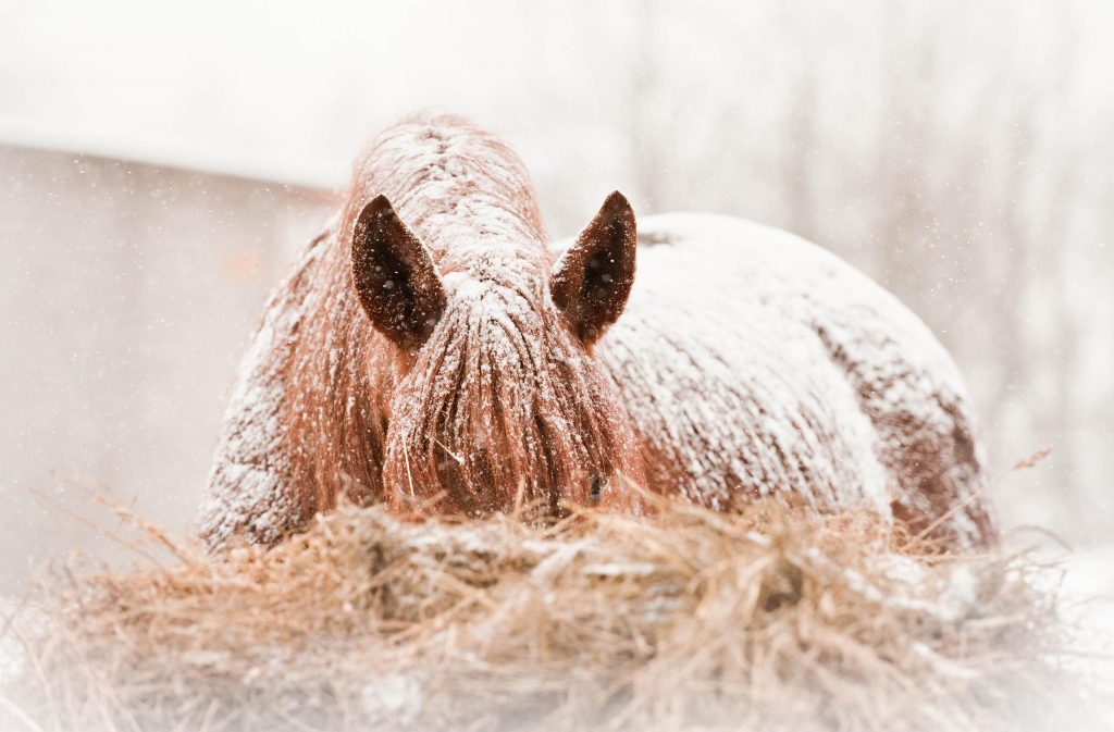 Winterize Your Horse Hay Equals Warmth HORSE NATION