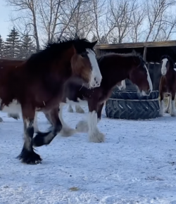 Thursday Video: Clydesdale Fix