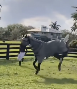 #TGIF: Equestrian Holiday