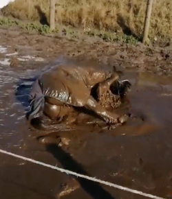 ‘Oh Crap’ Monday: Mud Season