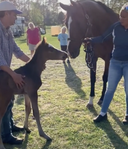 Friday Feels: Orphan Foal Meets Nurse Mare for the First Time