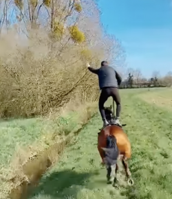 Thursday Video: Trick Galloping