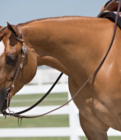 10 Things Good Trainers Do