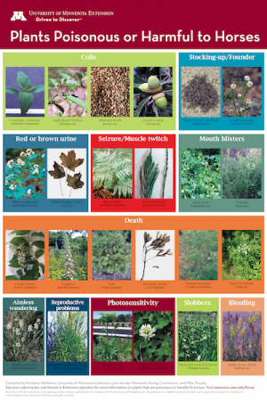 Picture of The More You Know: Protect Your Horse From Poisonous Plants | HORSE NATION