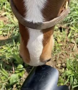 Foal Friday: Behind the Scenes at WinStar Farms