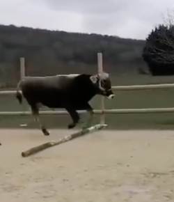 Thursday Video: Ground Poles