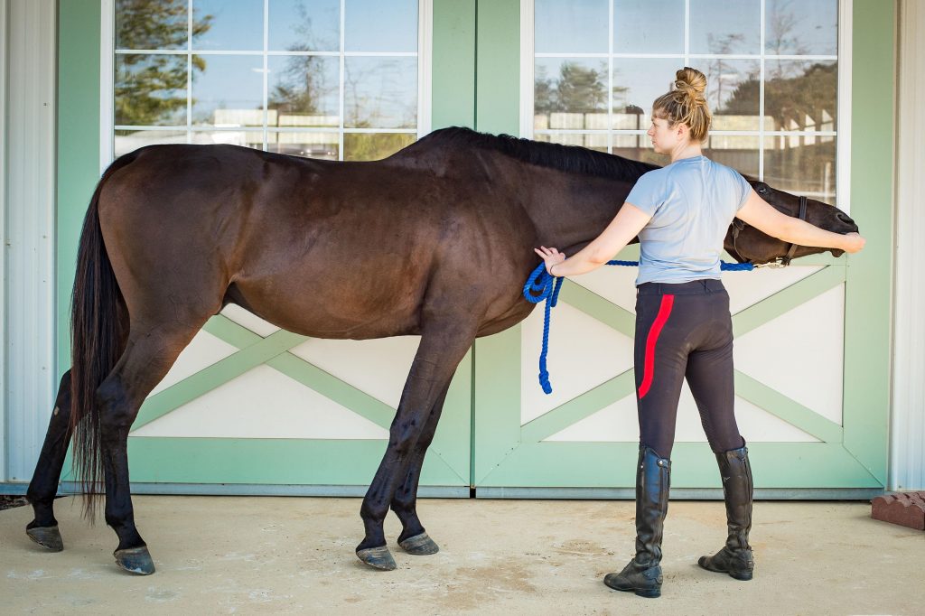 Stretching Toward a Stronger Core HORSE NATION