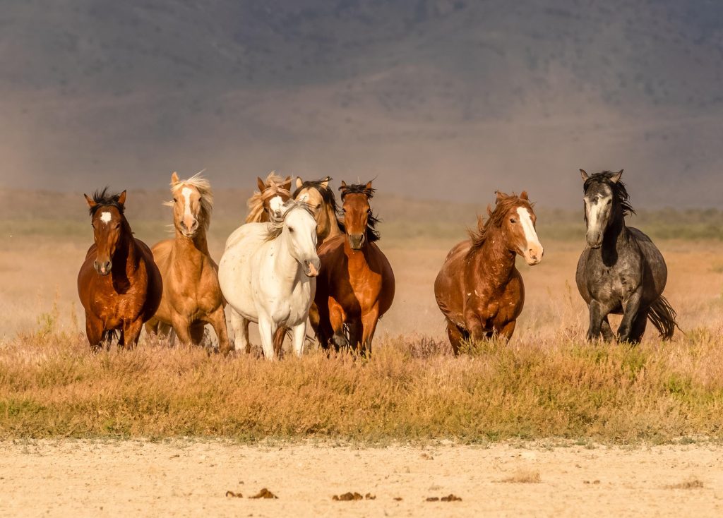 American Wild Horse Coalition Calls on Biden’s Interior Dept. to Freeze