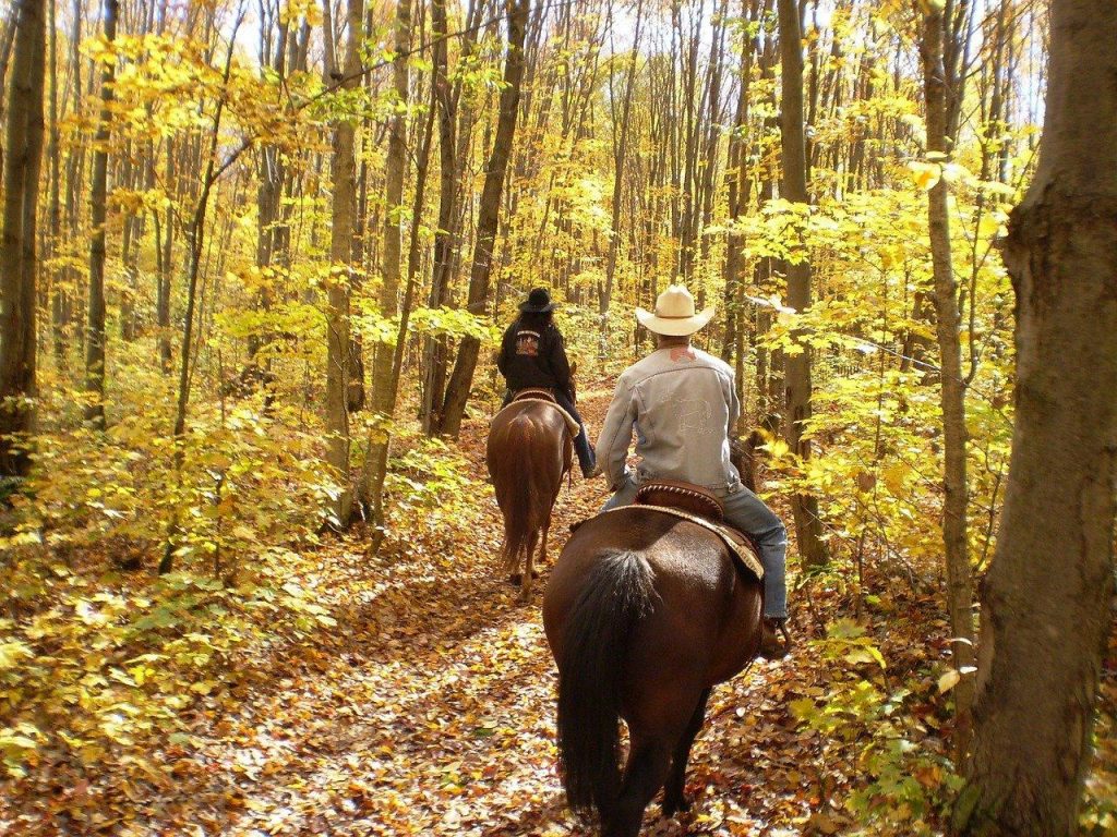 Six Reasons Why Horseback Riding is Considered Amazing Exercise HORSE NATION