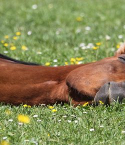 15 Things Equestrians Wish For on World Wish Day