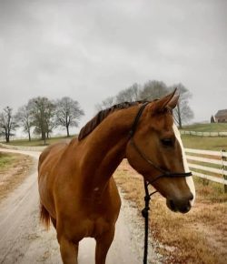 Of Love and the Pursuit of Soundness: A Story of (and for) Juice, Part II