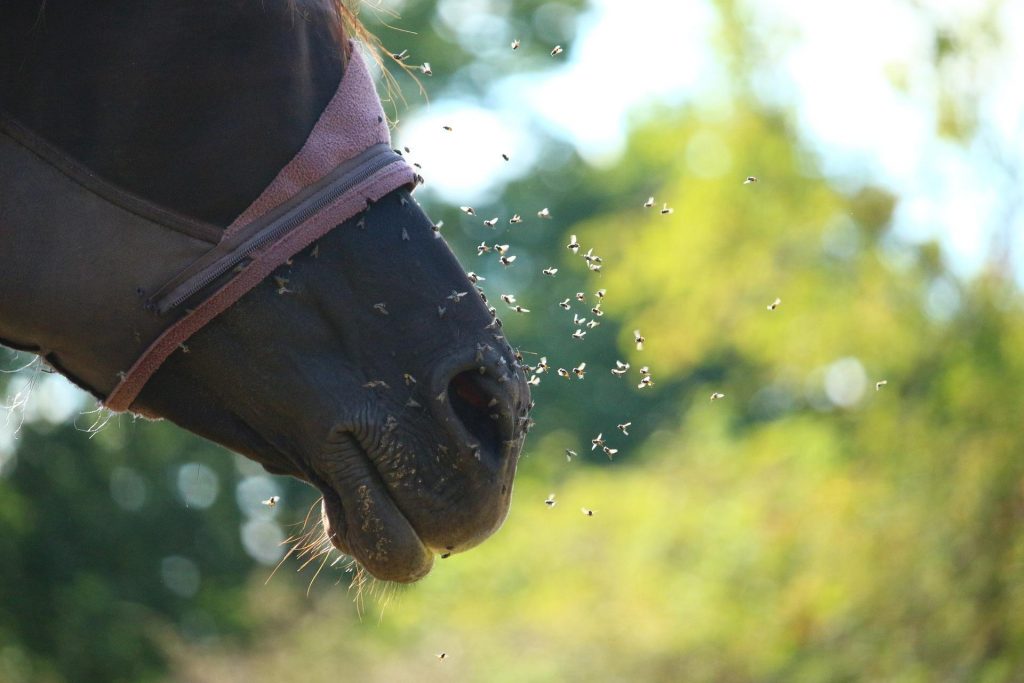 Weekend Wellness: 7 Fly Control Tips | HORSE NATION