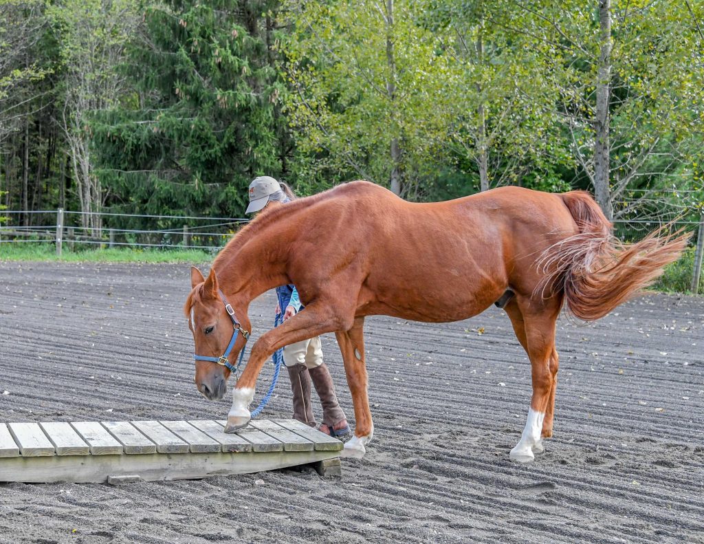 10 Steps to a More Confident Horse HORSE NATION
