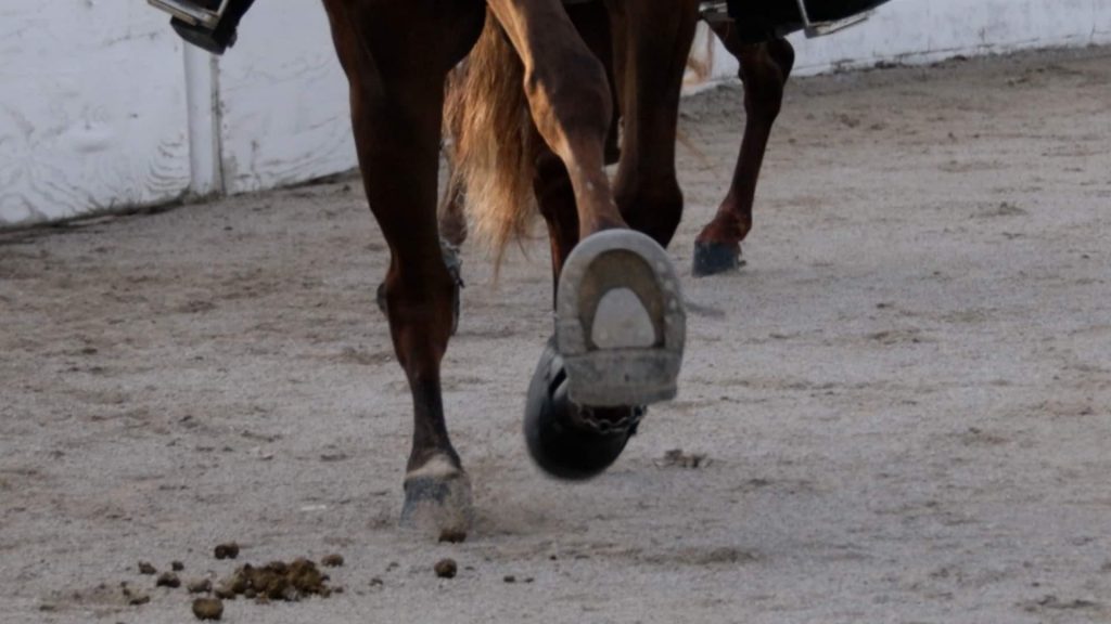 Big Lick Tennessee Walking Horse and Equine Rescue An Interview