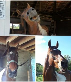 Reader Photo Challenge: The Derp Face