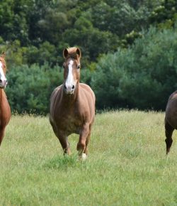 Standing Ovation: Seriously Big Glow Ups At Gentle Giants Rescue