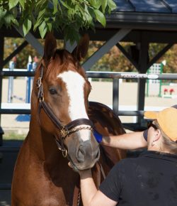 It’s an Insurance Policy: A Case for Regular Vet Care