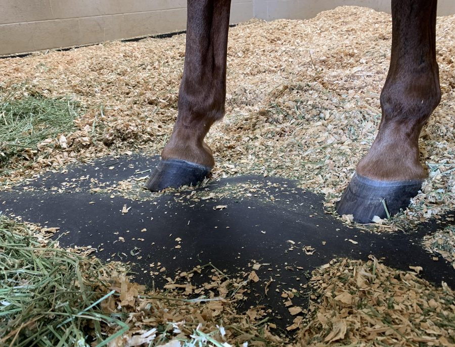 Everyday Therapy in Your Horse’s Stall HORSE NATION