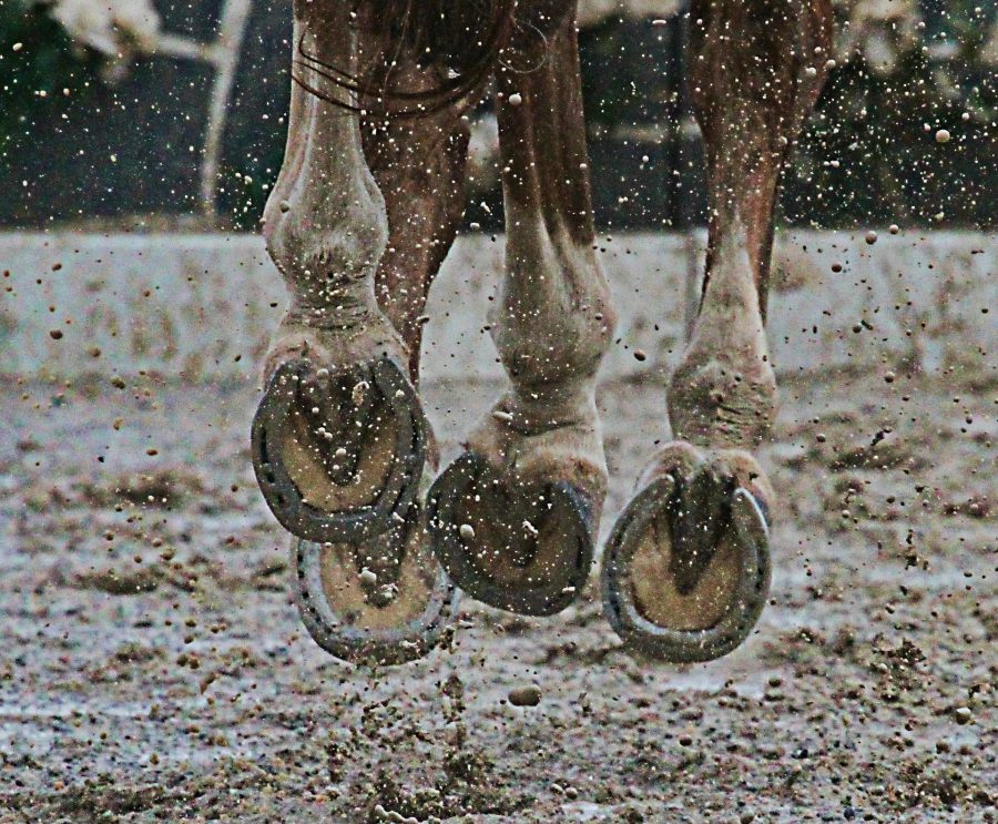 Moisture and Your Horse’s Hooves, by Kentucky Performance Products