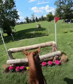 Mind Your Melon: AEC Helmet Cams