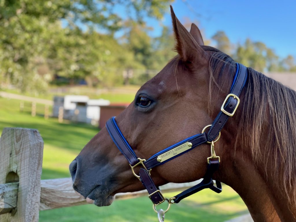 SmartPak Monday Morning Feed Soft Padded Leather Halter Review HORSE NATION
