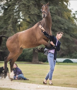 ‘Oh Crap’ Monday: Trot up Gone Wrong