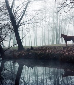 Fifth Annual Horse Nation Halloween Short Story Contest