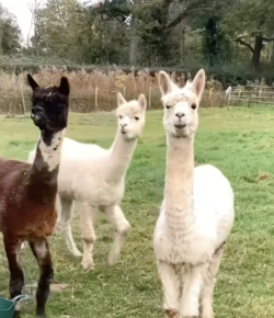 ‘Oh Crap’ Monday: Alpacas!