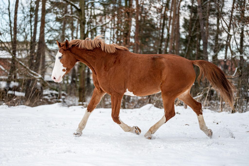 HN Holiday Songs Oh Chestnut Mare! Oh Chestnut Mare! HORSE NATION