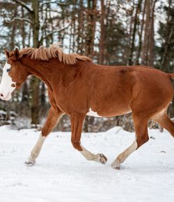 HN Holiday Songs: Oh Chestnut Mare! Oh Chestnut Mare!