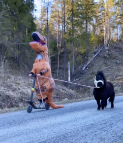 Thursday Video: Training Your Pony…