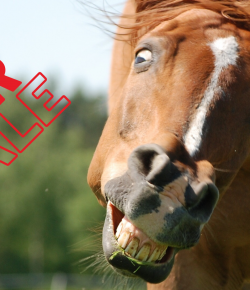 PSA From Horse Nation: Posting a Sales Ad