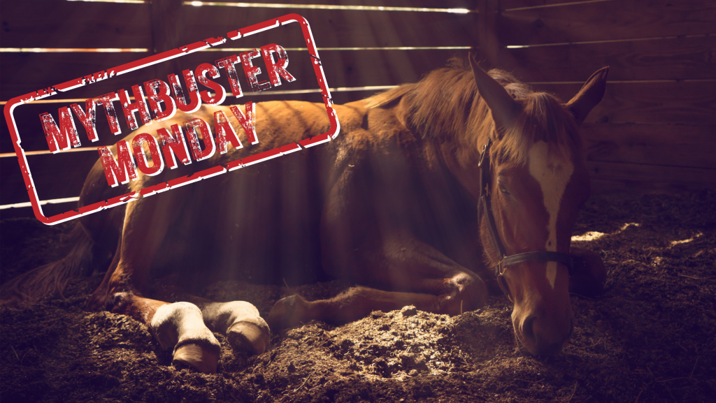 Mythbuster Monday Can Horses Lie Down When Colicking HORSE NATION