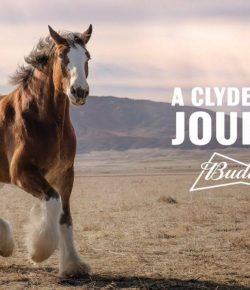 They’re Baaaaccckkkk: The 2022 Super Bowl Clydesdale Commercial is HERE!