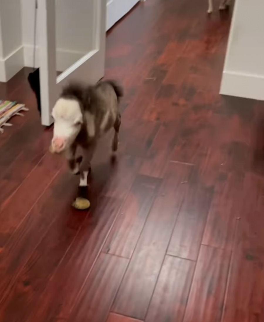 Kentucky Performance Products Tuesday Video Peabody the House Horse