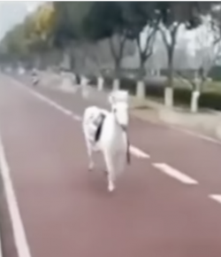 ‘Oh Crap’ Monday: This Pony Chose Violence