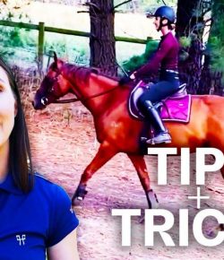 Bringing Your Horse Back Into Work