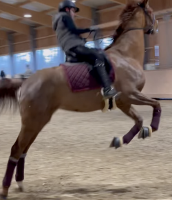 ‘Oh Crap’ Monday: Wind = Fresh Horses