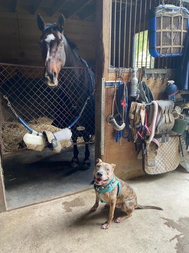 Reader Photo Challenge: Puppy Pals | HORSE NATION