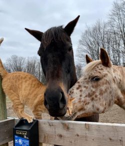 Reader Photo Challenge: Cats & Their Minions…