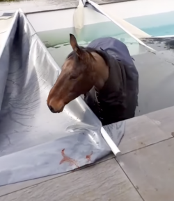 ‘Oh Crap’ Monday: Bad Day for a Swim