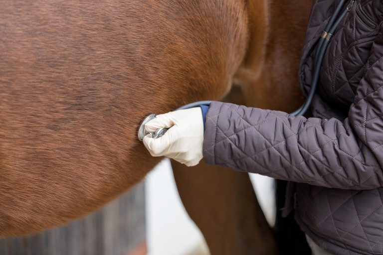 Horse Gut Sounds and What They Mean, Presented by Kentucky Performance