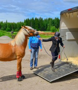 6 Reasons Your Horse Needs to Load on a Trailer