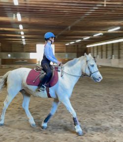 Horse Shows: The Fairest of Them All