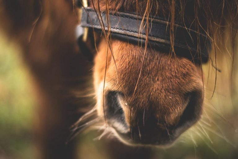 Mythbuster Monday Horses Can’t Breathe Through Their Mouths HORSE NATION
