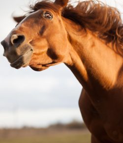 ‘I Didn’t Know I Was Pregnant’: Racehorse Edition