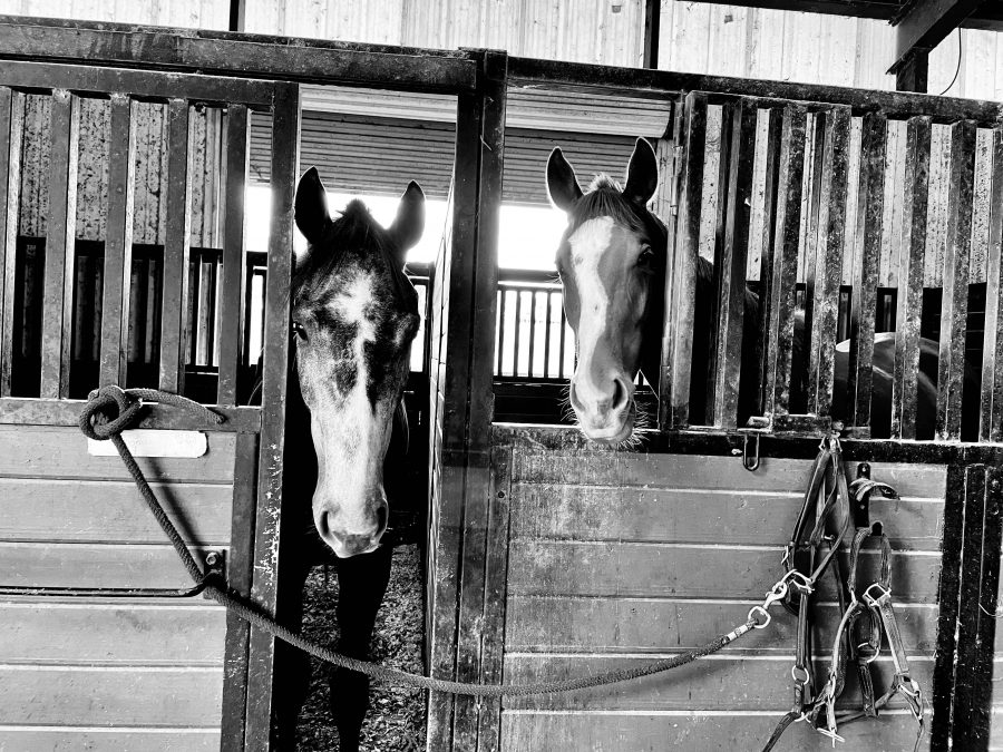 Thoroughbred Logic Aim For The Whole Story HORSE NATION