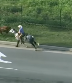 Thursday Video: OKC Cowboys Wrangle a Cow